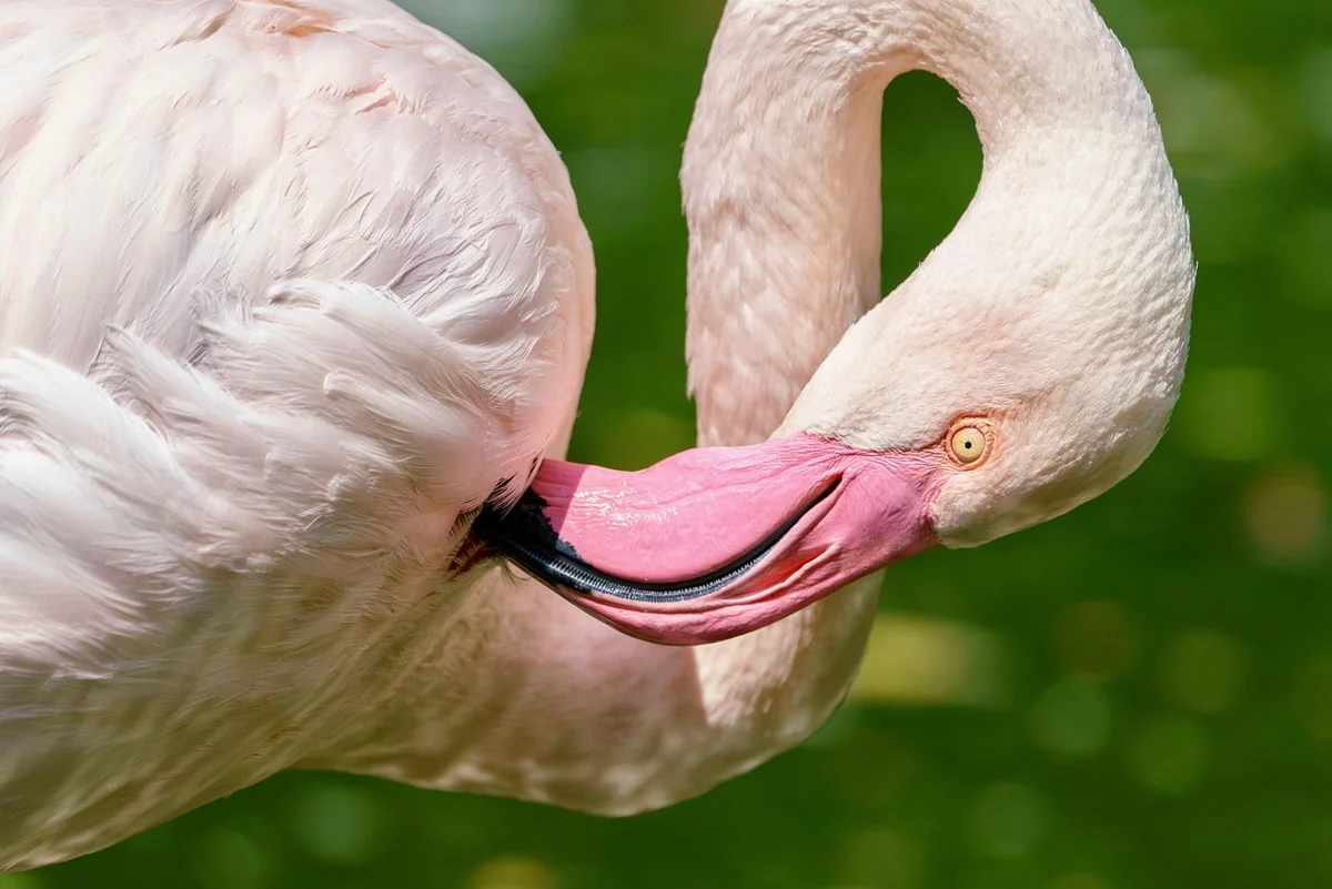 Pourquoi les flamants roses sont-ils roses ?